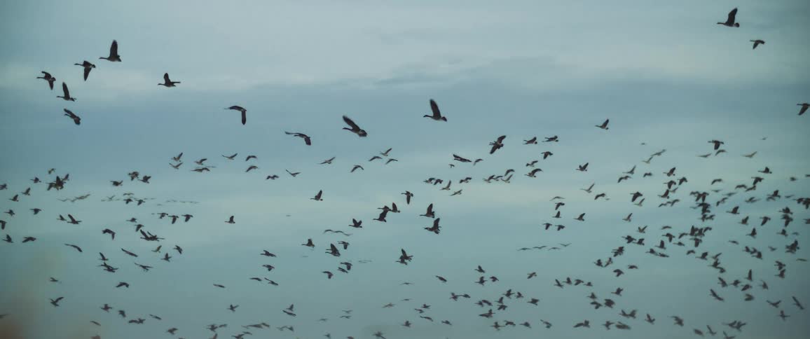 Flock of birds flying through the sky at sunset