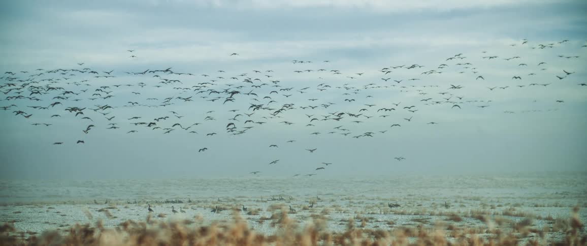 A large flock of birds float over a sandy area