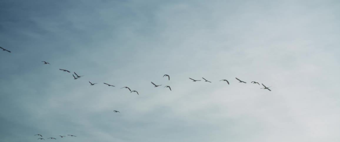 A flock of birds fly in formation beneath a layer of thin clouds in the sky