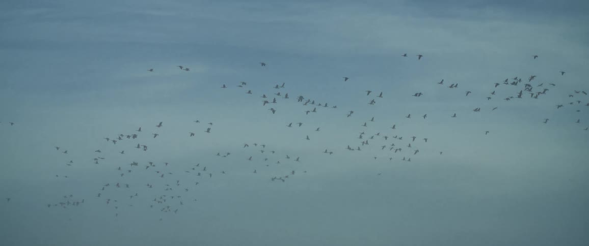 A flock of birds flies in a cloudy blue sky
