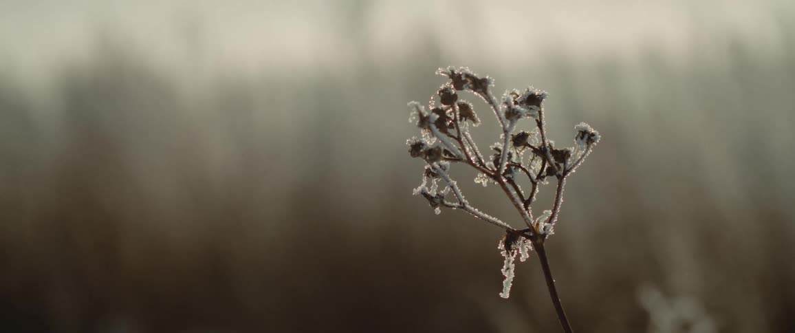 Frost covered buds on a branch