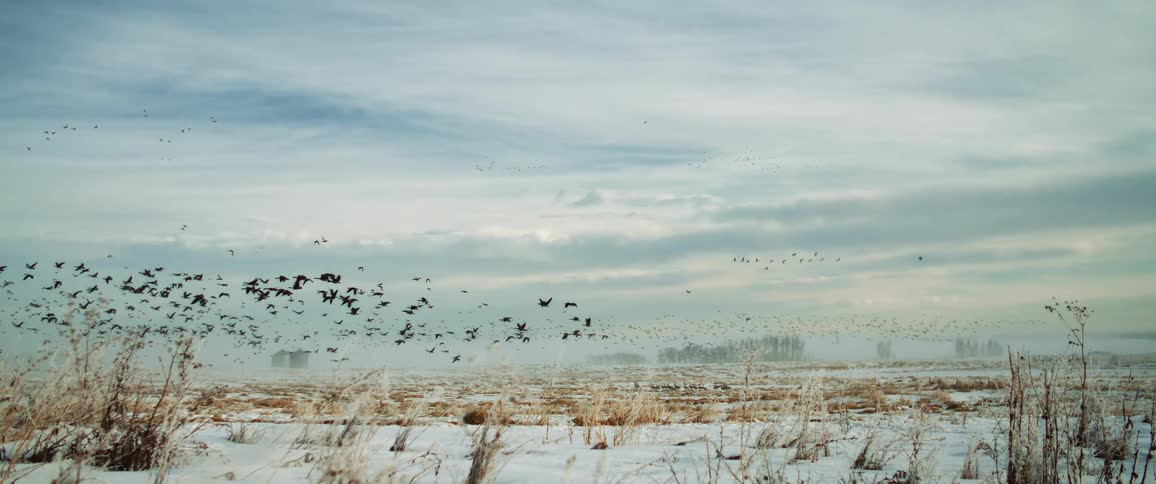 Many birds fly in the sky