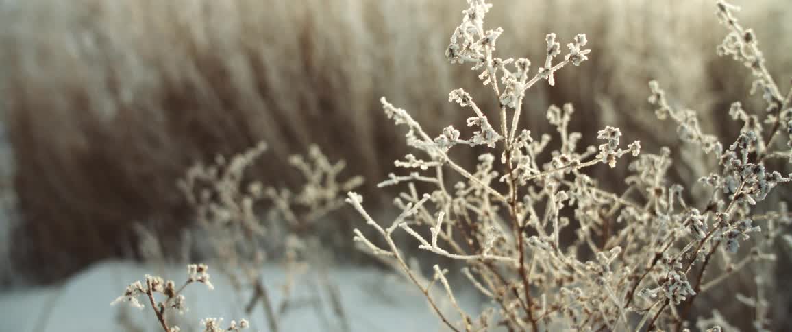 In an area surrounded by tall grass and small plant sways gently in the breeze