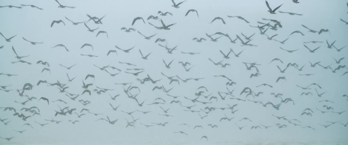 Large flock of wading birds take off