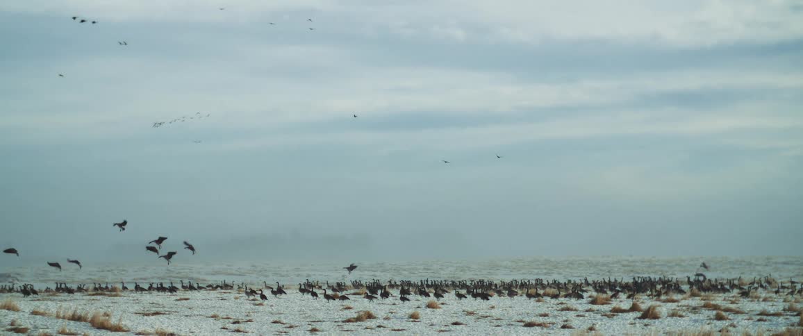 Flocks of birds flying and landing on snowy field on cloudy day