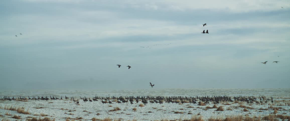 A flock of birds flies over desolate terrain
