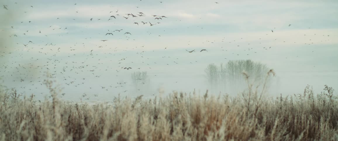 Birds flying in the sky over a grassy field
