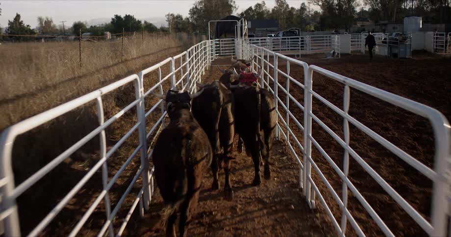 Four cows with horns walks through a narrow gateway towards a paddock