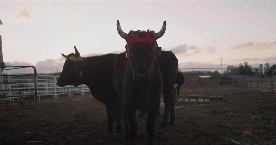 Two large bulls stand in an enclosure surrounded by metal bar fences