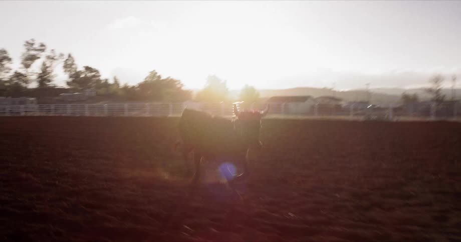 A bull runs alone in a gated pasture