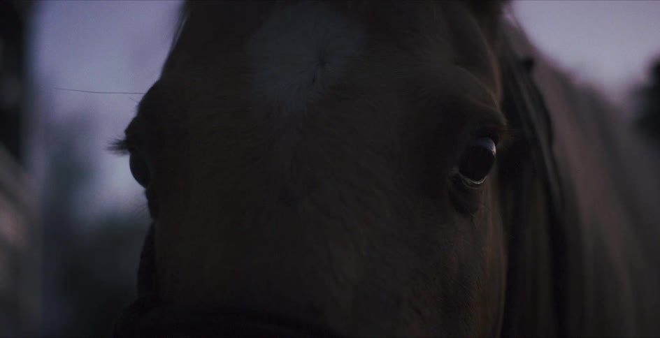 A horse moves its head and stares