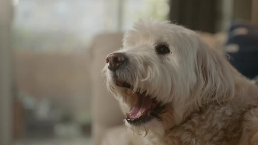 A white dog yawning in a living room