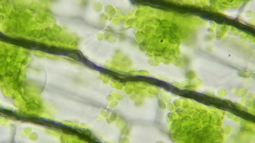Cells move between barriers