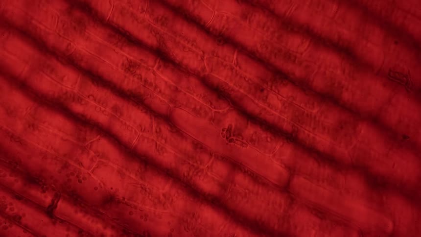 A red hued array of biological structures are filled with small moving circles