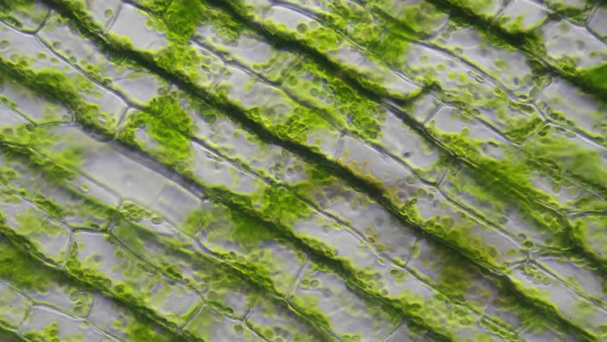 Green cells flow rapidly between membranes