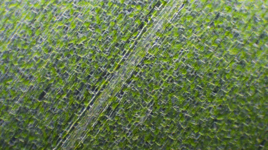 A plant cell with nutrients moving through it