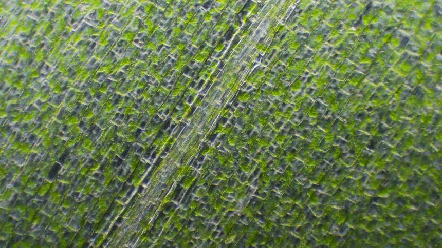 A microscope shows plant cells moving