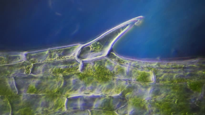 Green cells move rapidly between white membranes