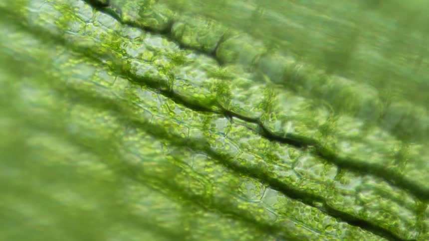 Close up of green cells moving within containers