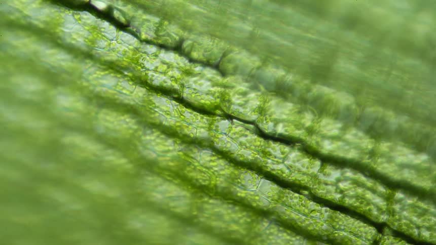 A series of plant cells are filled with green colored chloroplasts