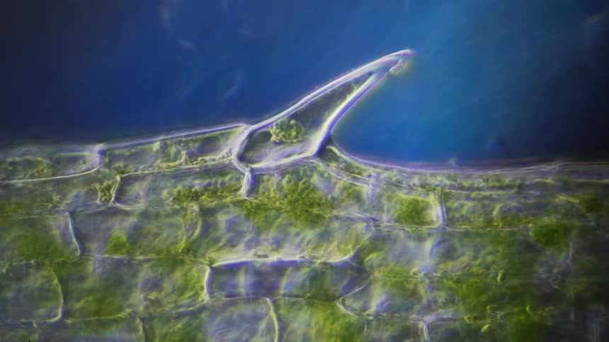 The cells move around under magnification