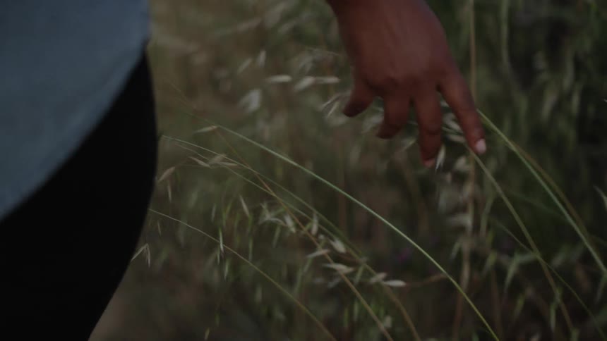 A person in a blue shirt walks in a field and touches plants