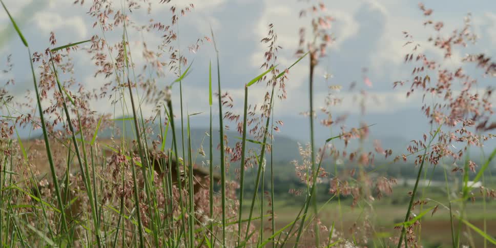 Seeded plant stalks sway in the breeze with fields and mountains in the background