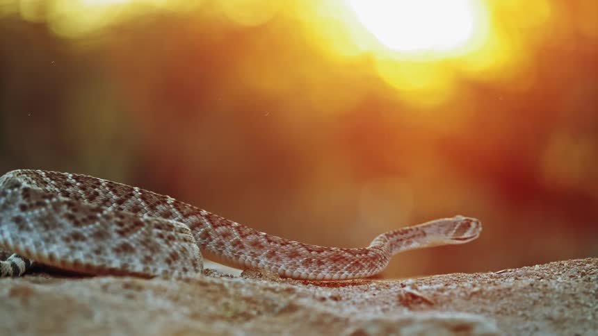 A rattlesnake uncoils and strikes with mouth wide open then springs back