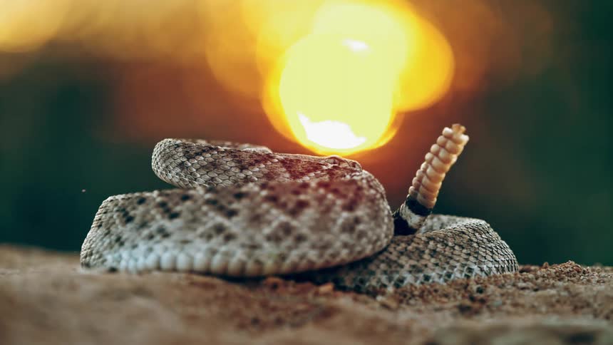 A snake rattles its tail
