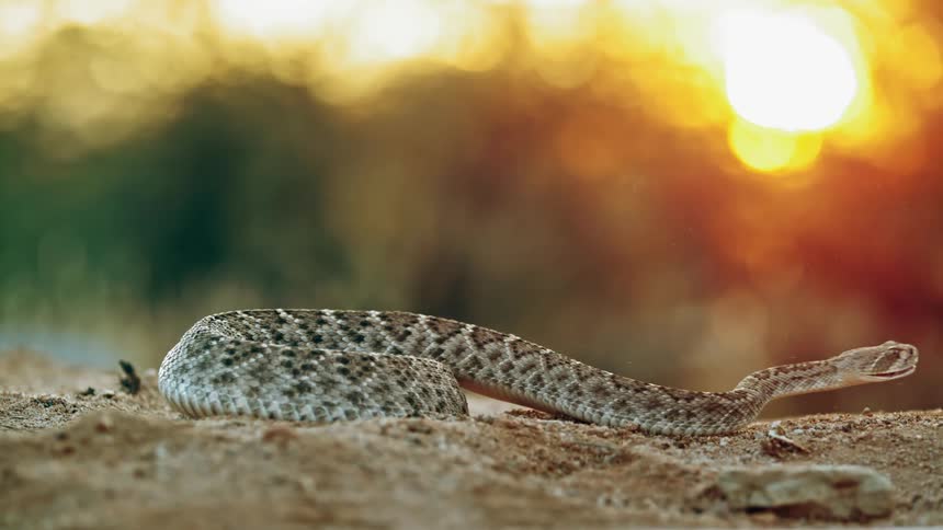A coiled rattlesnake lunges forward while bearing its fangs to strike at something