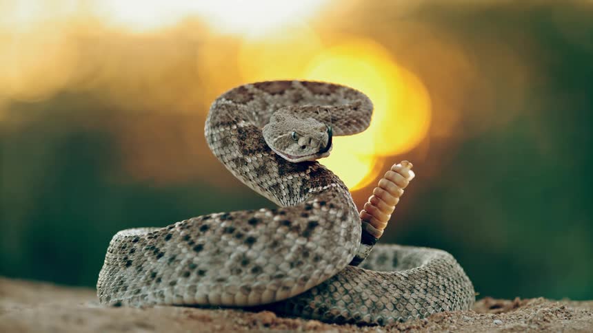 A rattlesnake rattles its tail and flicks its tongue out of its mouth