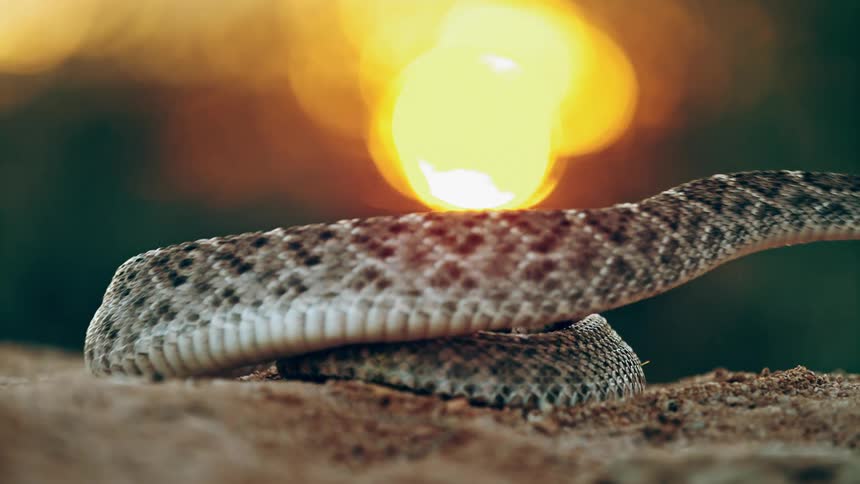 Coiled up rattlesnake rattling tail and then strikes