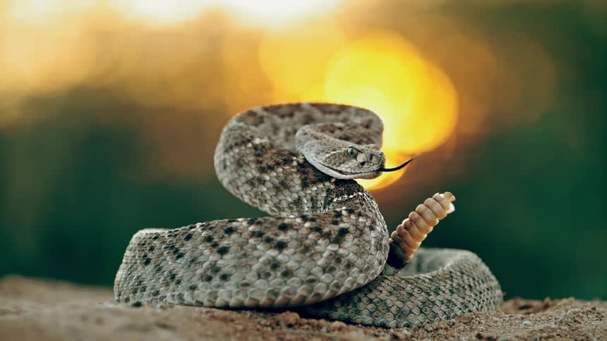 A coiled up snake rattles its tail and sticks its tongue out