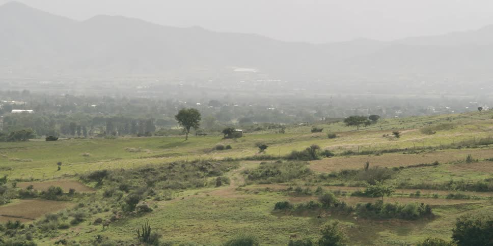 A cow walks across a rural field on a foggy day