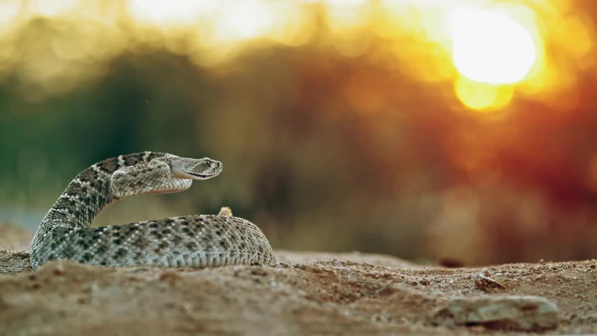 A rattlesnake rises up preparing to strike while its tail rattles a warning