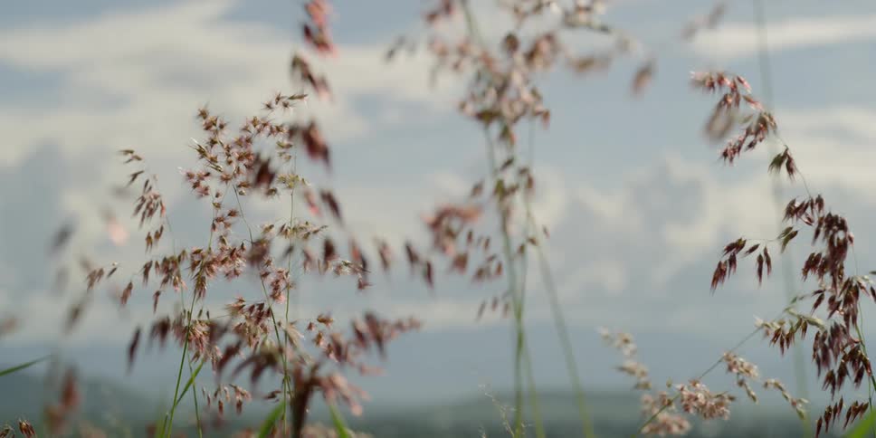 Grass flower with small pink blooms swaying in the breeze in a field
