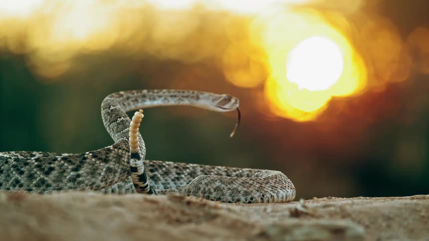 Snake rattles its tail as it sticks out its tongue