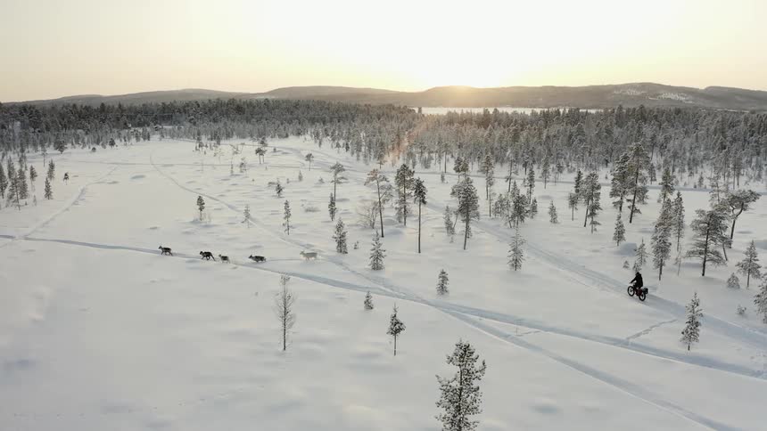 A person bicycles behind reindeer through a snowy forest