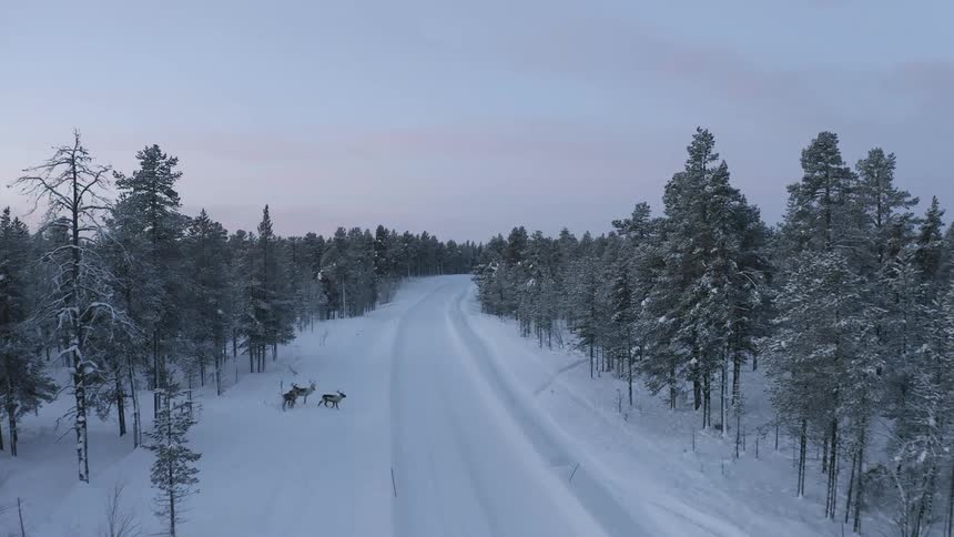 Some reindeer cross a rural road covered in snow at sundown