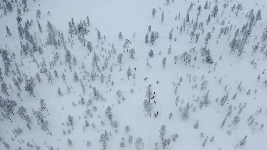 Birds eye view of animals on a snow covered field