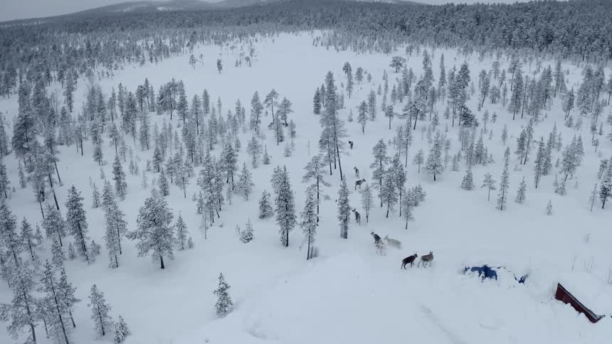 The animals walk in the snow covered forest below