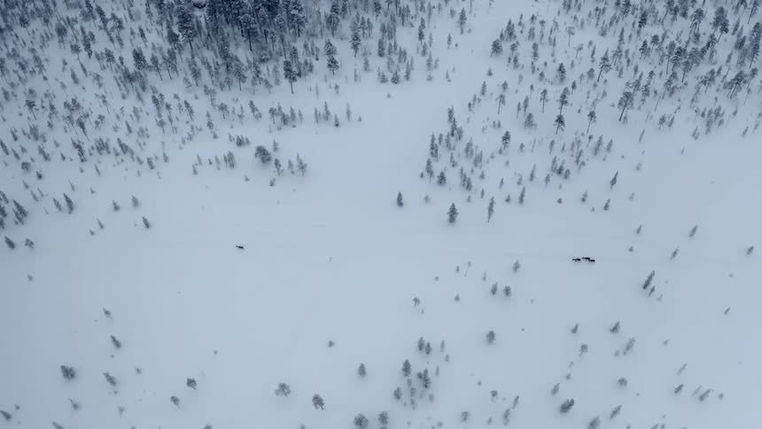 A herd of reindeer walk on the snowy forest track