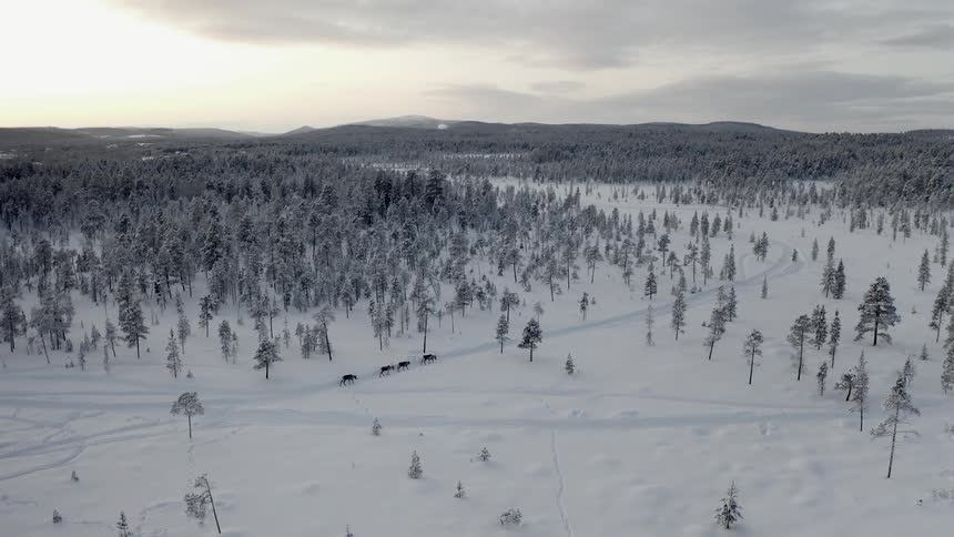 Reindeer walking on a trail through a forest in the snow in winter