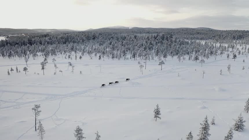 Four reindeer on a winter trail in snow near trees