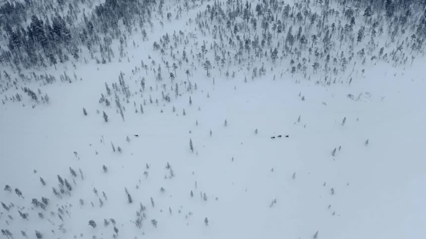 A small group of animals can be see walking across the snow covered landscape of a forested area