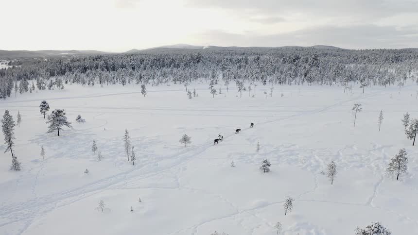 Deer walk through a snow covered trail in the forest