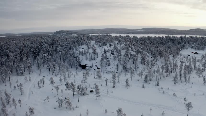 Aerial of wild animals strolling through snow filled forest
