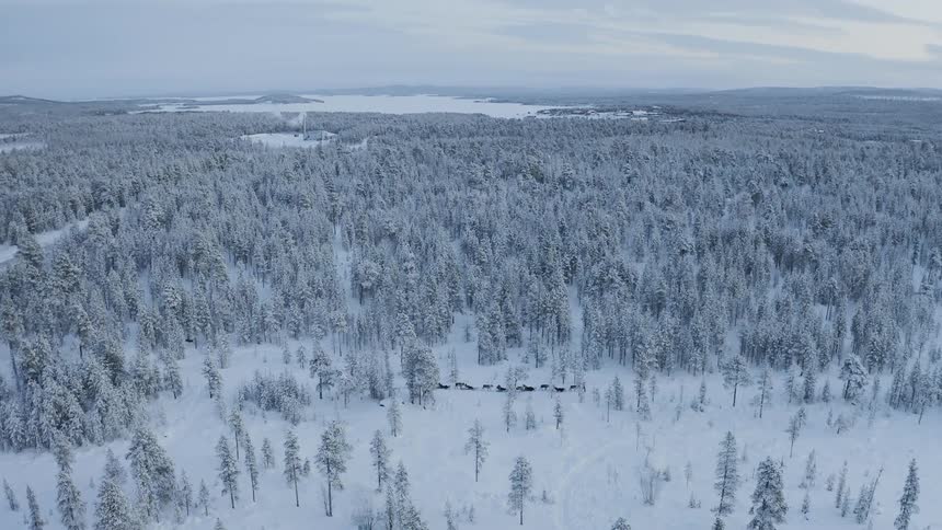 A man leads a pack of sleigh dogs through a snowy forest
