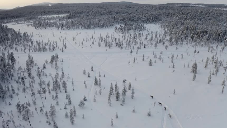 Animals walk in line through the snow covered forest
