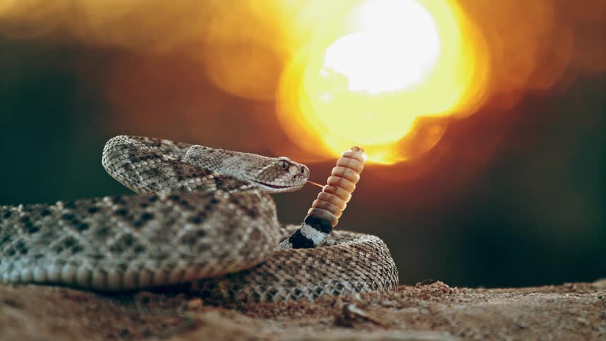 A rattlesnake with head raised and coiled and ready to strike as her tail rattles and shakes